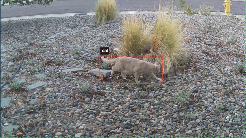 Night vision camera feed showing a bounding box around a detected cat.