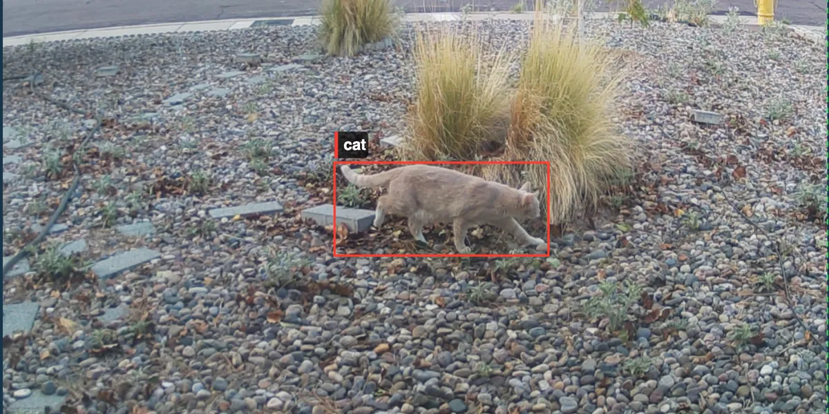A cat walking in a yard with a bounding box labeling the cat